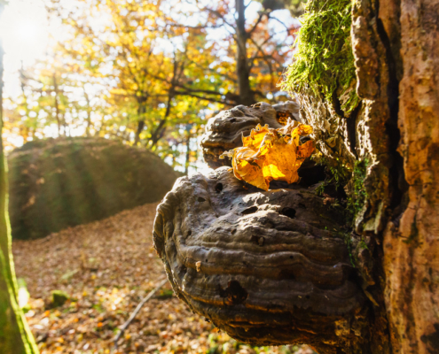 gelbes Herbstlaub auf einem Baumpilz im Sonnenlicht